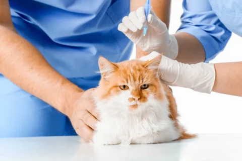 PREVENTATIVE CARE FOR PETS